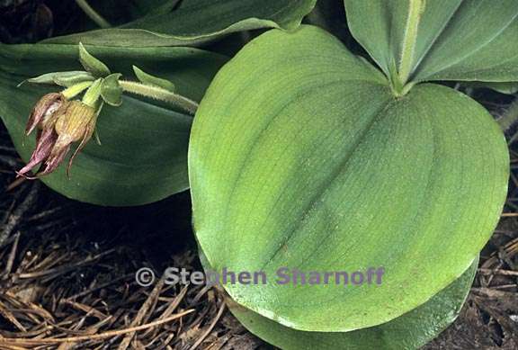 cypripedium fasciculatum 2 graphic